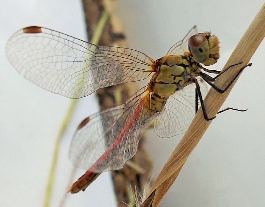 da identificare: Sympetrum sanguineum